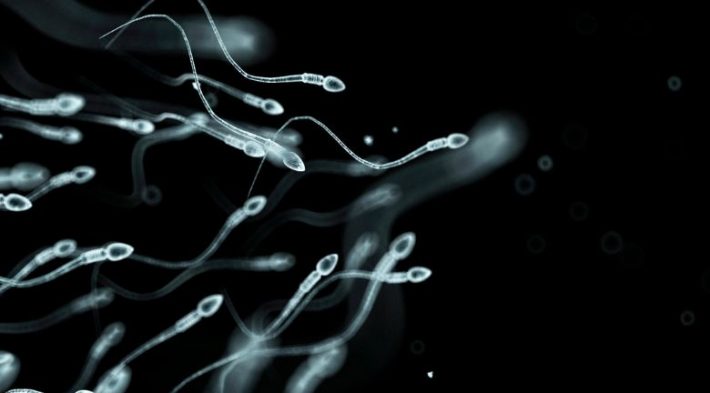 What Happens To My Sperm After A Vasectomy San Diego Vasectomy Center 